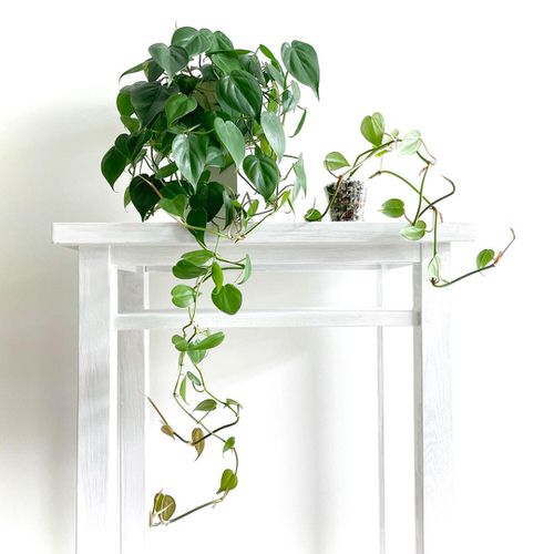 Pictures of Cascading Plants in Home 6