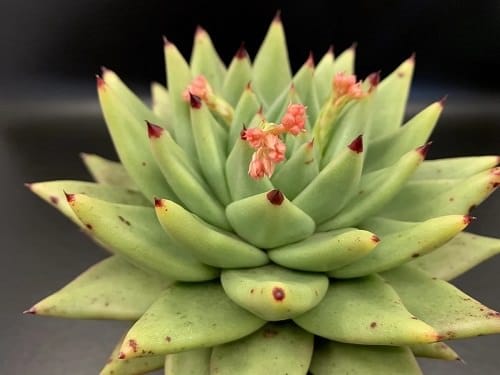 Best Echeveria Types 2