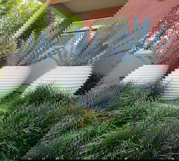 Best Architectural Plants to Grow in Containers 