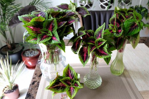 Indoor Coleus Pictures 25