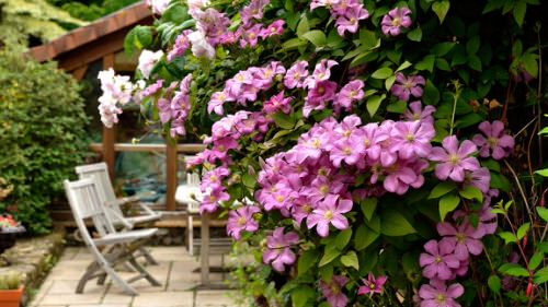 Beautiful Ideas with Clematis in the Garden 8