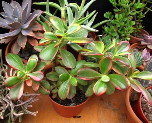 Succulents that Change Color 11