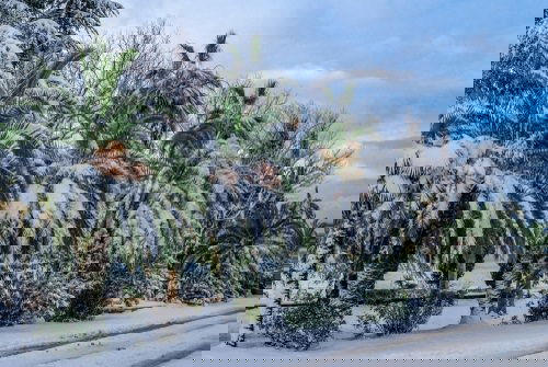 Most Cold Tolerant Palm Trees 2