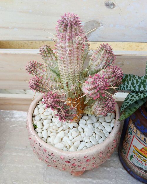 Beautiful Pink Succulents 9