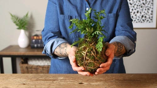 Unique DIY Kokedama Ball Ideas 2
