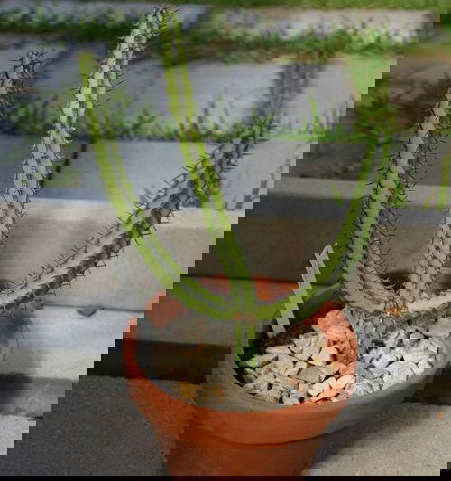 Most Popular Types of Euphorbia Varieties 15