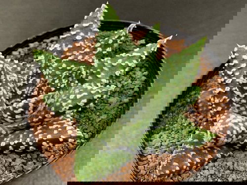 Different Types of Zebra Plants 5