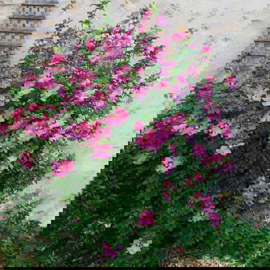 Types of Hibiscus 13