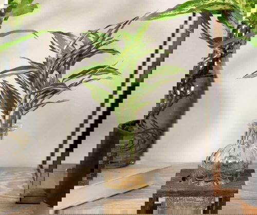 Indoor Plants in Glass Jars Ideas 2