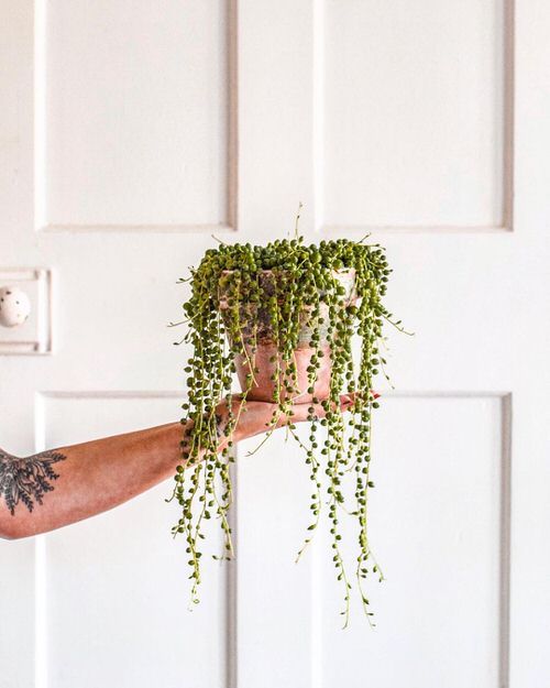 Pictures of Cascading Plants in Home 13