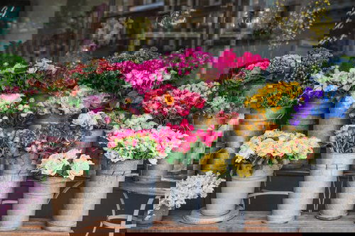 Pictures of Roses in Pots 2