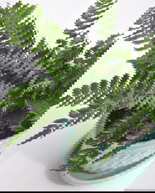 Most Exotic Ferns 11