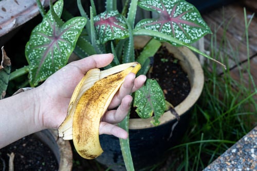 DIY Fertilizer Recipes from Food Scraps & Kitchen Leftovers