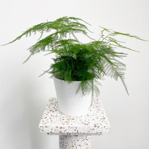 Houseplants that Grow from Division 3