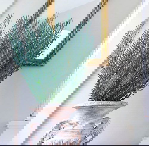 Best Senecio Varieties 9