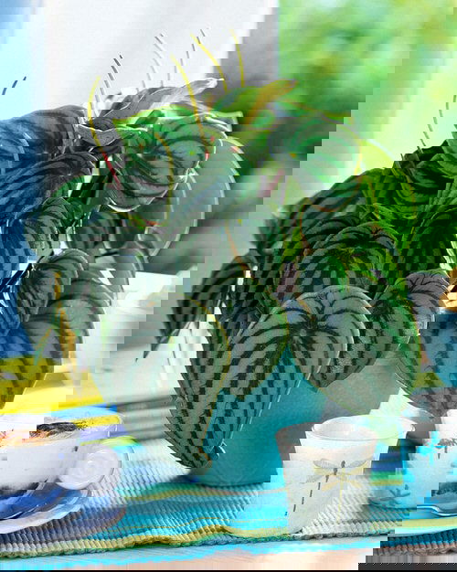 Houseplants with Zebra Print 7