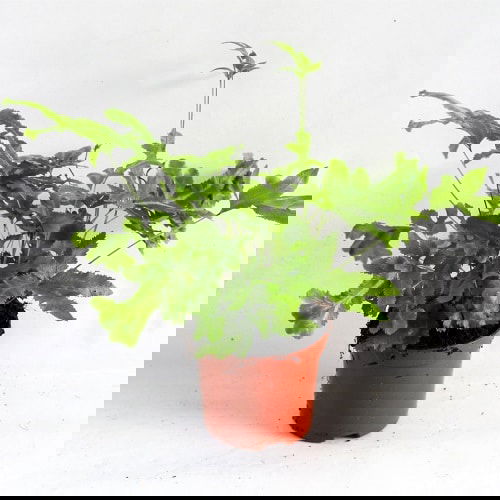 Most Exotic Ferns 17