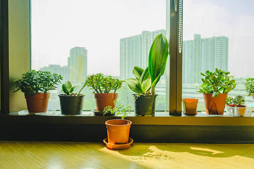 Windowsill Decor Ideas with Plants 5