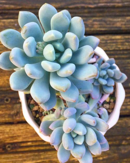 Best Blue Succulents 3