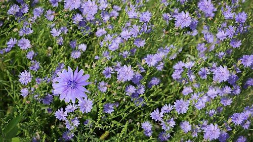 Beneficial Weeds in a Garden 2