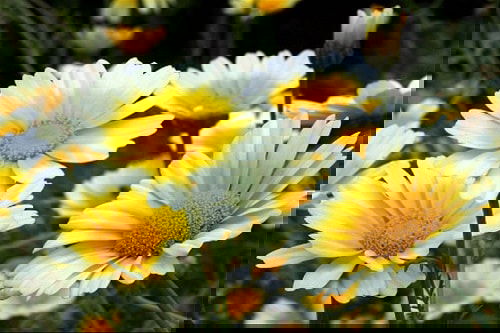 Edible Flowers for Cakes 9