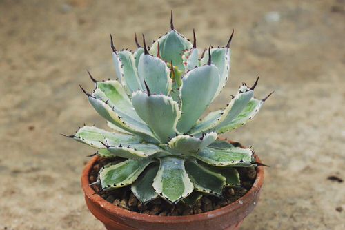 Most Beautiful Indoor Agave Varieties 13
