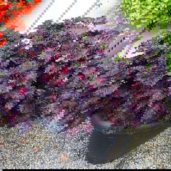 Best Coleus Varieties 8