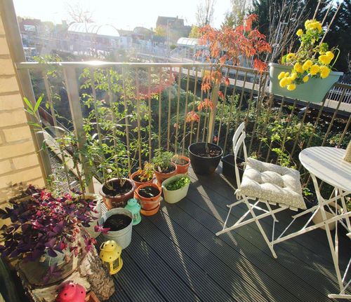 Top Balcony Gardens of November on Instagram 8