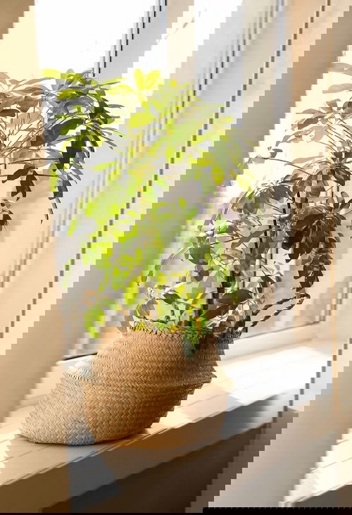 Best Indoor Plants for East Facing Windows 4