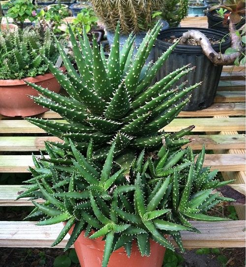 Different Types of Zebra Plants 9