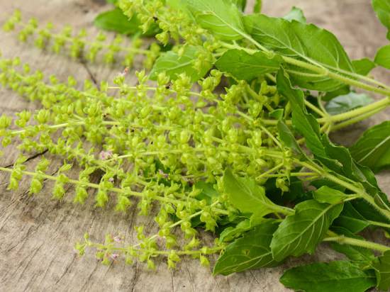 List of Cooking Herbs that are both green and healthy