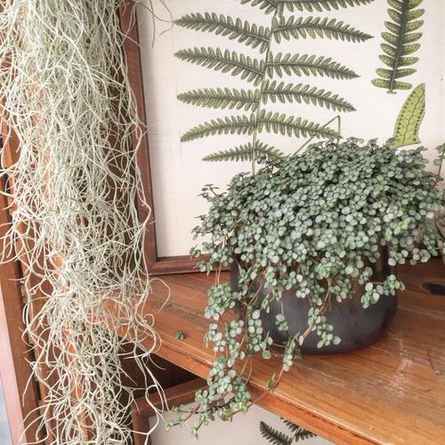 Pictures of Cascading Plants in Home 10