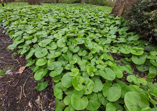 Shade Loving Ground Covers 8