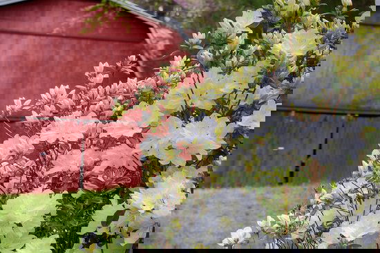 Bushes with White Flowers 8