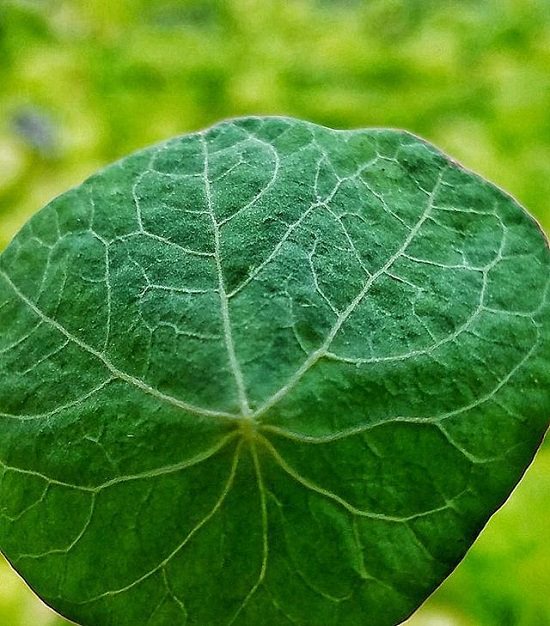 Some Reasons to Grow Nasturtium in the Garden
