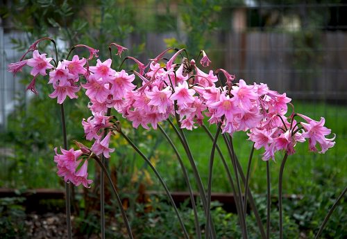 Best Types of Lilies 27