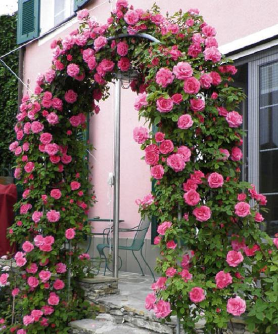 Best Thornless Roses 18