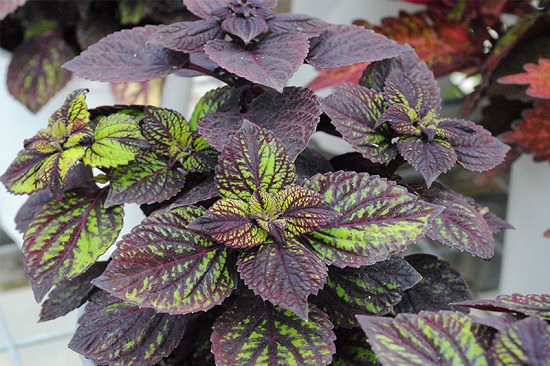 Best Coleus Varieties 2