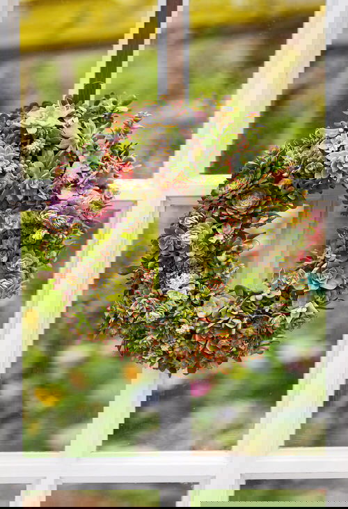 Outdoor Succulent Decoration Pictures 2