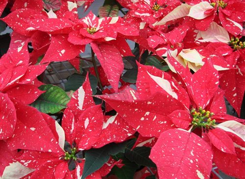 Types of Poinsettias