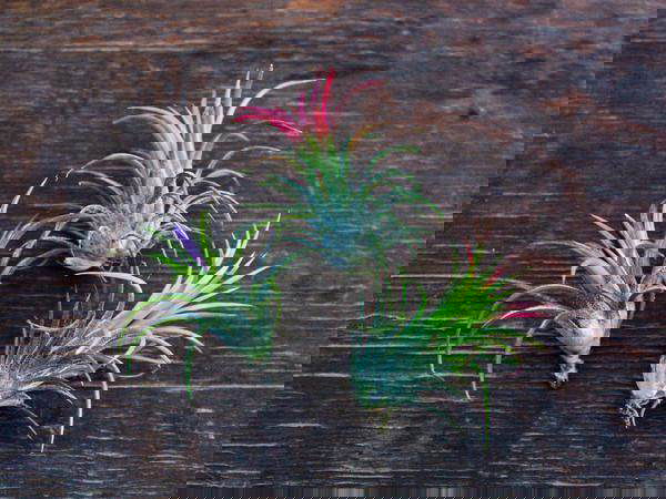 Establish Your Air Plant on a Banana Peel