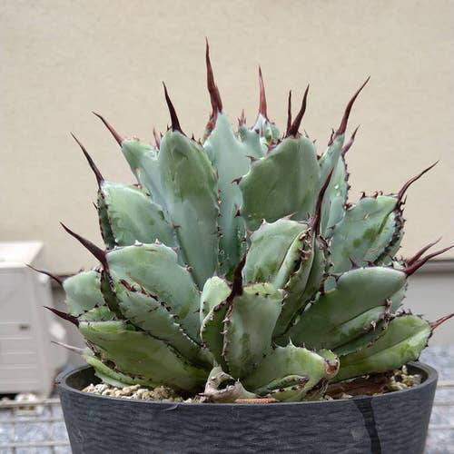 Most Beautiful Indoor Agave Varieties 7