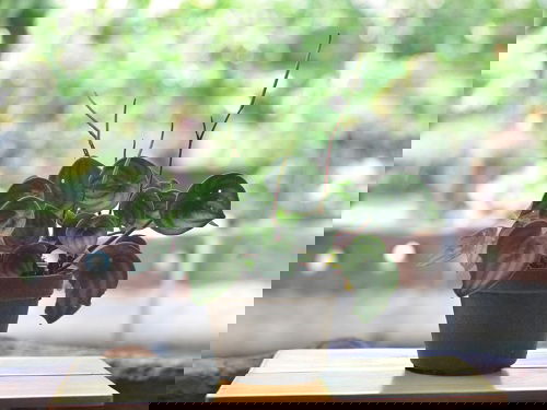 Best Indoor Plants for East Facing Windows 10