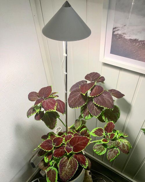 Indoor Coleus Pictures 8