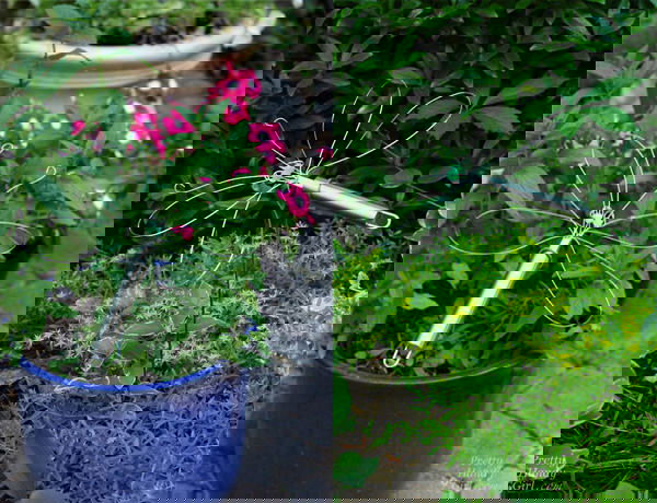 Dragonfly Garden Decor using a Wire Whisk