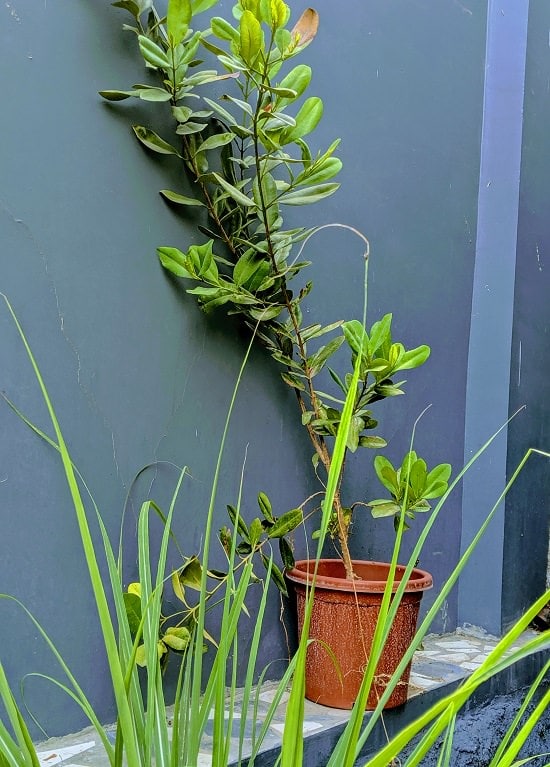 How to Grow Spices at home