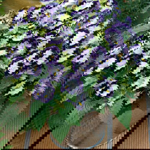 Ornamental Plants for Shade 13