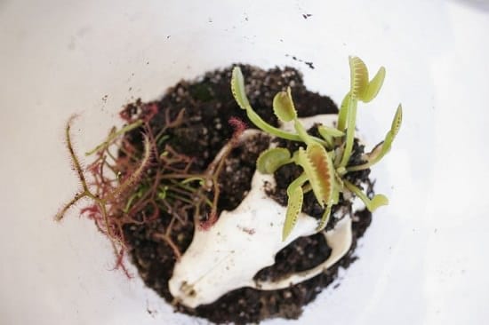 Carnivorous Plant Terrarium