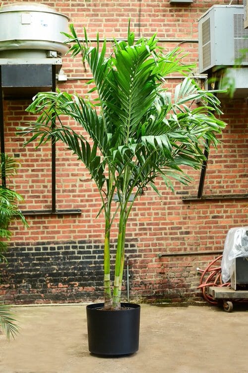 Types of Palm Plants 6