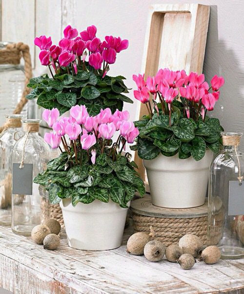 Best Foliage Plants for Containers 9